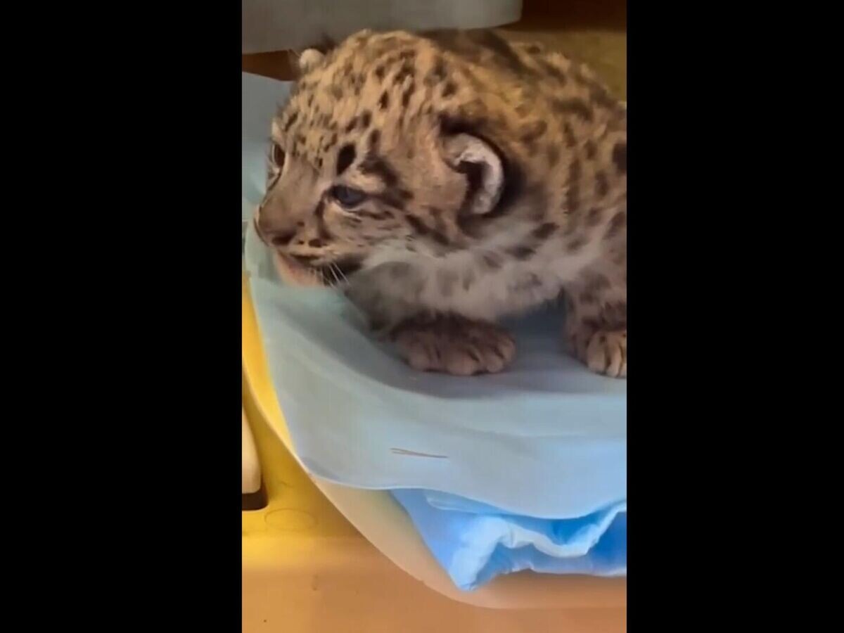    Новорожденные котята снежного барса в Пермском зоопарке© permzoo