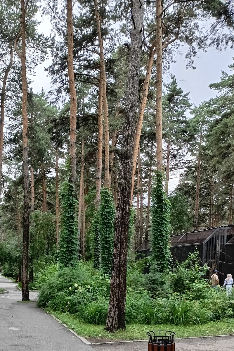 Новосибирский зоопарк июль 2024