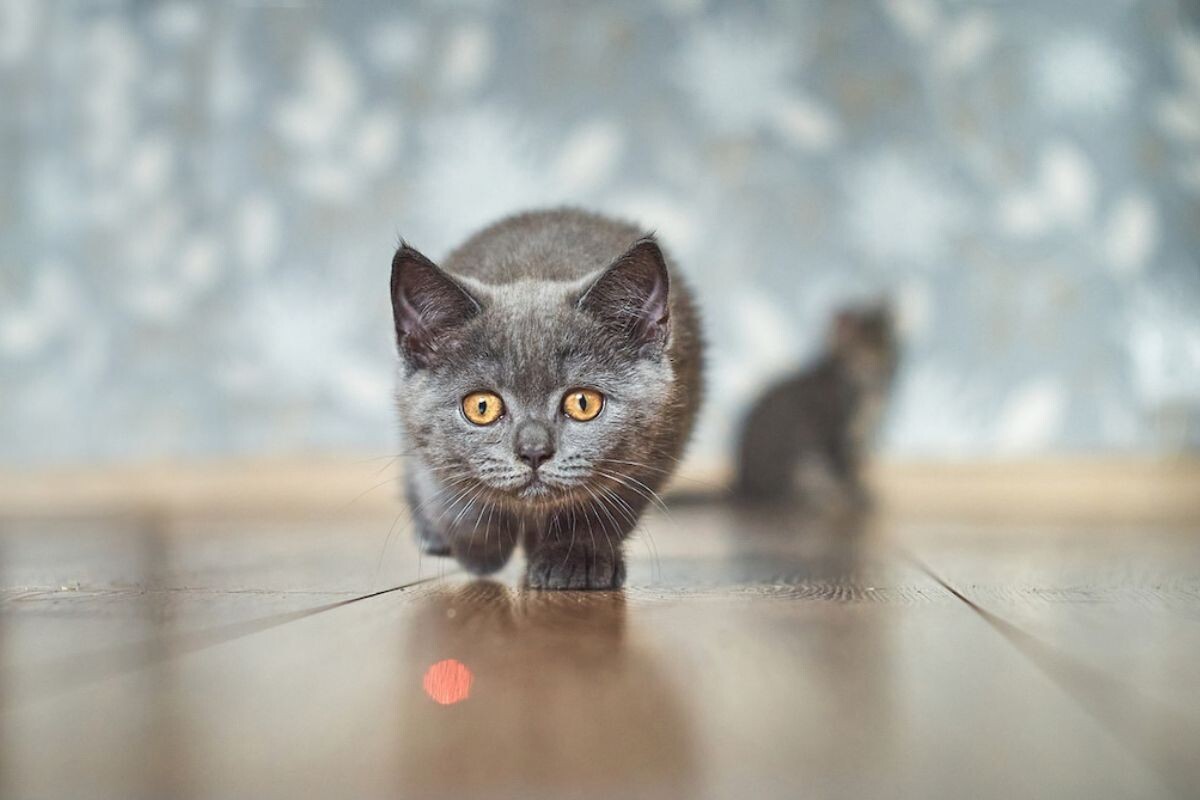 Котёнок охотится на лазерную указку 