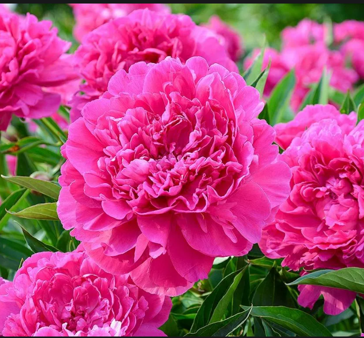 Пион Амабилис