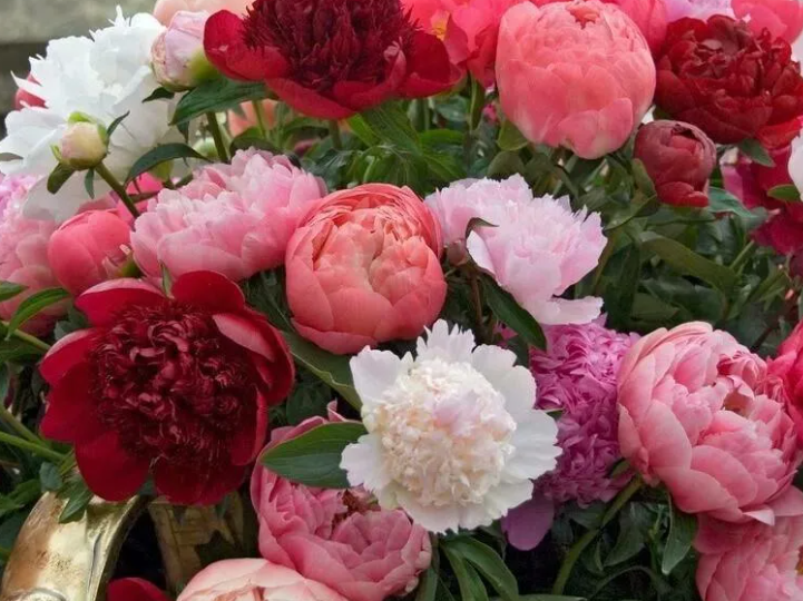 Пионы согласны расти вечно, если вы поможете