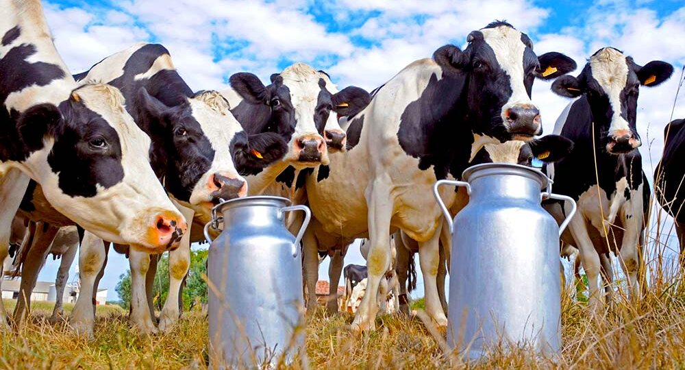 Коров стало меньше, а надои выросли