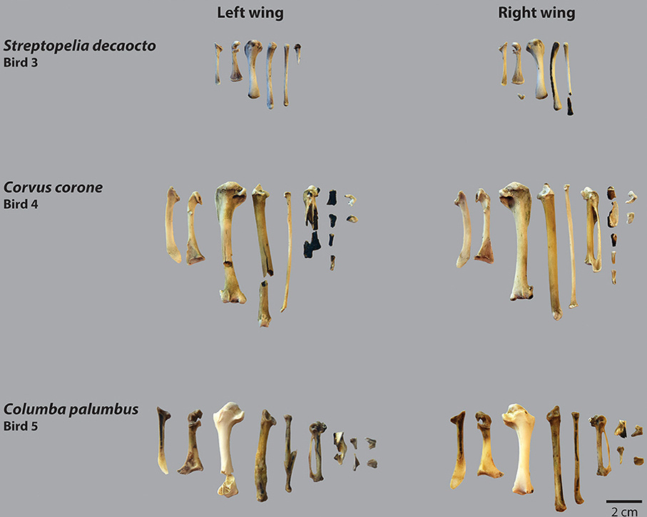   Mariana Nabais et al. / Frontiers in Environmental Archaeology, 2024