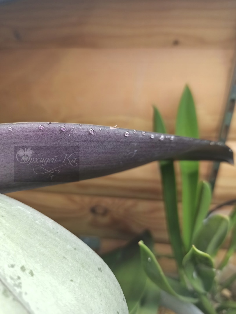 Гуттация на листьях фаленопсиса