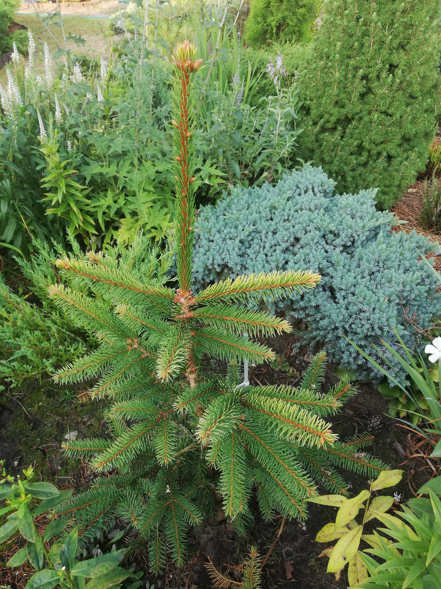 Один из таких ярких примеров - можжевельник чешуйчатый "Блю Стар" (juniperus squamata 'Blue Star'). Садоводы северных регионов его не любят, считают болявым и неустойчивым, а у нас и южнее он растёт прекрасно и не болеет. На фото за елью - мой самый старый экземпляр, который я нещадно режу каждый год, так как места для него нет, а прибавляет он за сезон ровно вдвое. 