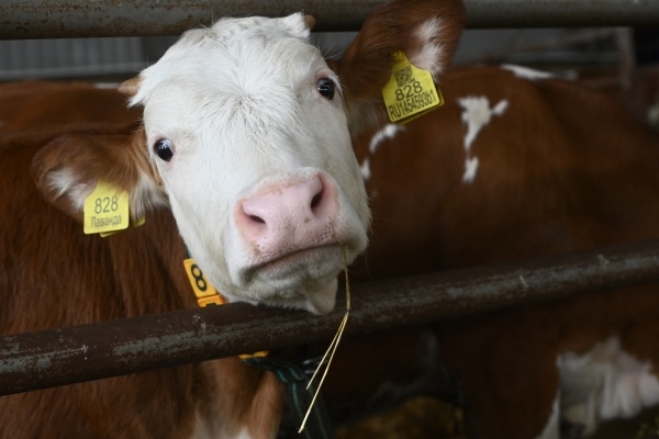Фото: Кирилл Каллиников/РИА Новости 