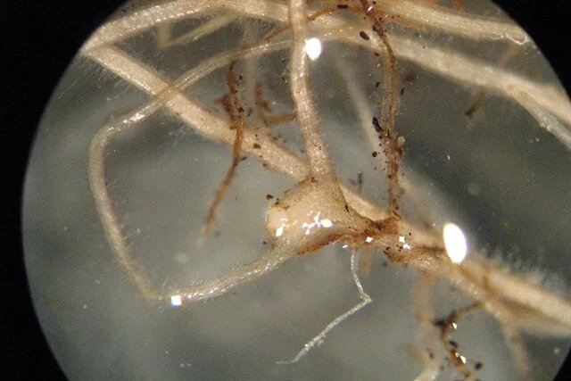    Насколько опасна золотистая картофельная нематода и как ее вывести?