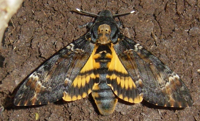 Мертвая голова. Фото  - Викимедия.