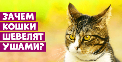 Кошки умеют управлять своими ушами, точнее наружным ухом. Наружное ухо – это та видимая часть в форме треугольника, которая называется ушной раковиной. Скажете: что необычного в том, что кошка шевелит ушами? Ну хотя бы то, что человеку такая способность не доступна. Наши уши неподвижны, мы не способны вращать ими, прижимать к голове и оттопыривать без помощи рук. А вот кошка проделывает это без особых усилий.

Кошка вращает ушами для того, чтобы лучше слышать. Симпатичные ушки на макушке – это самые настоящие радары, улавливающие даже неслышные человеку шумы. Направленная к источнику звука раковина улавливает звуковые сигналы и передает их среднему уху. Раковина позволяет усилить восприятие звука аж на 20% . Таким образом, кошка может не только лучше расслышать, но и определить нахождение источника шумов. Это незаменимая способность, без которой не возможна жизнь питомца на улице. Хороший слух с возможностью определить направление звука помогают кошке охотиться и скрываться от врагов.

Вы можете самостоятельно провести небольшой эксперимент, чтобы ощутить, насколько эффективно действие раковин. Для этого сосредоточьтесь на каком-то фоновом негромком звуке, например, на шуме холодильника или компьютера. А после приложите ладонь к уху так, чтобы она являлась продолжением ушной раковины. У вас должен получиться своего рода локатор. Направляйте ладонь к источнику звука, улавливая исходящие шумы. Повращайте ладонью в разных направлениях. Слышите, как усилилось ваше восприятие?  Усилился не только интересующий вас шум, но и другие звуки, которые до этого были неразличимы или сливались с общим фоном.

Кошачьи уши не всегда двигаются синхронно, частенько можно видеть, что каждое ухо живет своей отдельной жизнью. Одно может поворачиваться в сторону, другое оставаться неподвижным или даже разворачиваться в ином направлении.

Мускулатура, позволяющая управлять ушами, насчитывает по 32 мышцы на каждое ухо. Это позволяет каждому из них двигаться независимо от других частей тела и направления движения. поэтому коту не обязательно поворачиваться на ваш зов каждый раз, достаточно развернуть в вашу сторону один радар, чтобы понять, заслуживает ли внимания ваш призыв. Понаблюдайте, как ведут себя ваши питомцы. Не всегда они удостаивают вас честью и оборачиваются. Но ухо всегда ходит ходуном.

Иногда люди удивляются, почему котик не реагирует на подзыв. Некоторые даже начинают подозревать глухоту. Так вот если питомец вас слышит, его уши не останутся неподвижны, даже если он вас игнорирует. 