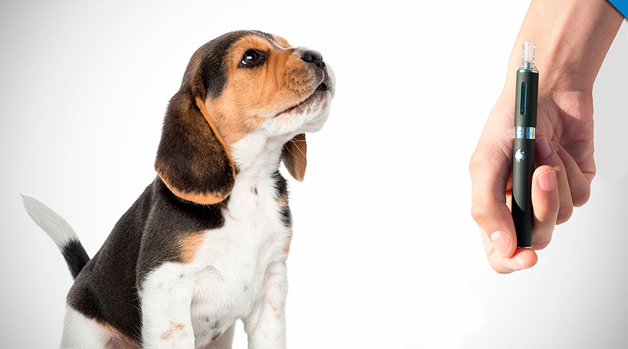 Кинолог Владимир Голубев рассказал об опасности вейпа для собаки. Как сообщает РИАМО, вдыхание дыма от сигарет или вейпа вредно не только для человека, но и для животного.

По информации издания, пассивное курение такое же вредное, как активное. Президент Российской кинологической федерации отмечает, что питомцы, чьи хозяева систематически курят в их присутствии, оказываются под воздействием вредных веществ точно так же, как и сами курильщики.

"Что касается вейпов, то жидкости для курения часто содержат пропиленгликоль, при разложении которого выделяются вредные для организма токсические вещества", — заявил Голубев.

Кроме того, по словам специалиста, не нужно забывать о невероятно чувствительном обонянии животного. В жидкость для курения добавляют сильные ароматизаторы, которые могут не только доставить дискомфорт собаке, но притупить обоняние и испортить собаке здоровье. При постоянном вдыхании дыма от вейпа у питомца может наблюдаться тяжелое дыхание, ухудшение обоняния и кашель. В тяжелых случаях есть риск развития легочных заболеваний. Если в курительной жидкости содержатся психотропные вещества, это может повлиять на собаку: она станет малоактивной, вялой и даже угнетенной.

"Нужно быть предельно внимательным, находясь рядом с собакой с вейпом, если вы знаете, что у вашего питомца есть аллергия или заболевания дыхательной системы. В этом случае дым может усугубить состояние питомца", — подчеркнул кинолог.

Владимир Голубев подчеркнул, что жидкости для вейпов содержат глицерин и пропиленгликоль, которые при разложении выделяют токсичные органические вещества формальдегида и акролеина.

"Собака в этом случае становится пассивным курильщиком. Активное курение отличается от пассивного только тем, что струя вдыхаемого дыма может достигать 100 градусов и вызывать ожоги легочных путей. В остальном вред от пассивного курения такой же. То есть собака, как и курильщик, вдыхает около 70% веществ, которые содержатся в дыме", — отметил специалист.

Не только вредный дым несет опасность для собаки. Есть риск, что она случайно найдет устройство и разгрызет его. А ведь в некоторых жидкостях для курения содержится большая доза никотина.

"Даже небольшое количество никотина может привести к тяжелому отравлению и гибели животного. Последствия отравления будут зависеть от количества проглоченного никотина, веса, возраста и состояния здоровья питомца. Токсическая доза никотина для собак — 20–100 мг", — заявил Голубев.

Дата создания: 28-06-2024