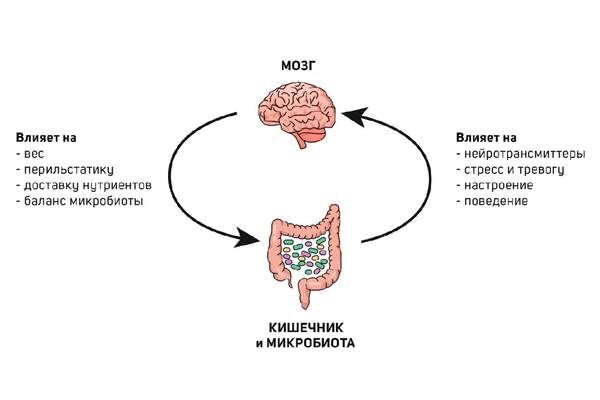 Кишечник влияет на настроение, а мозг влияет в свою очередь на баланс микробиоты