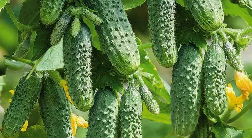 Красивые огурчики