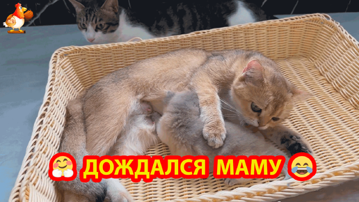 Котенок дождался Маму в компании хвостатых нянек 😹🐶❣️😂🤗