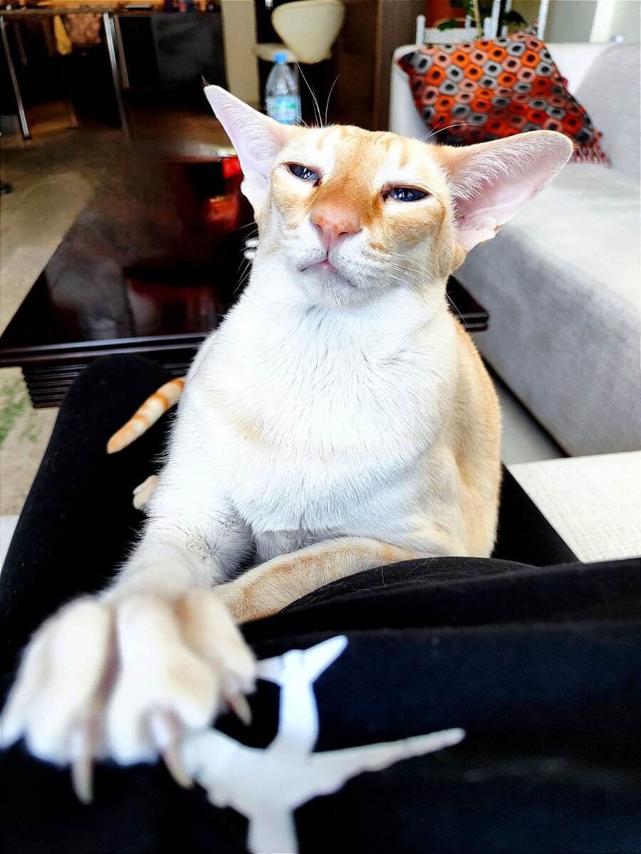 "На диване сиди, не пущу больше никуда!" - кот Тутанхамон (фото из личного архива)