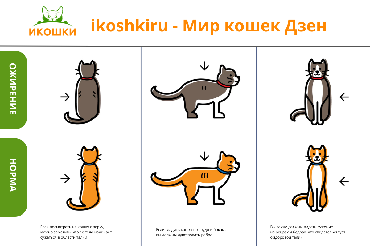 Как определить ожирение у кота