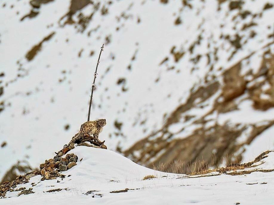 (с) Spiti United. Индраджет говорит, что видел снежного барса в своей жизни больше сотни раз. 