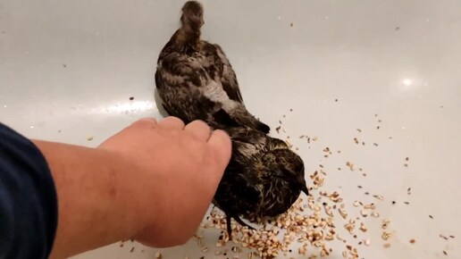 Выкармливаю птенцов голубей: первый раз едят зерно (замоченное в воде)