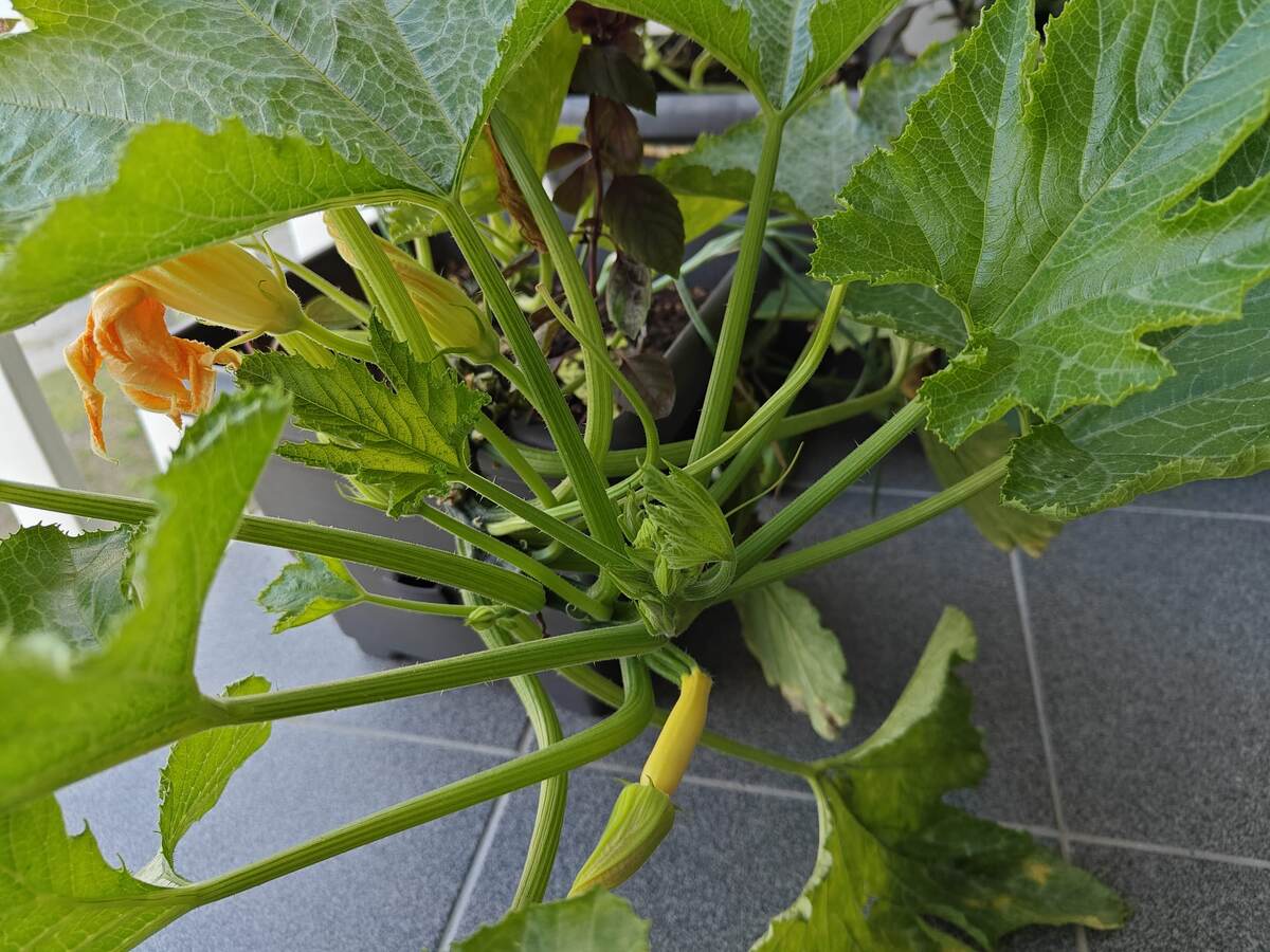 Кабачки выращиваю впервые. Два уже сорвала, ждём третий :)