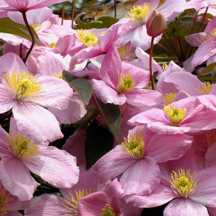 Клематис горный Рубенс