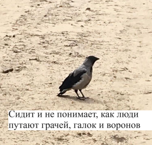 Недоумевающая ворона