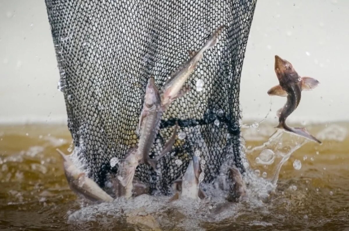    Мероприятия в регионе проводятся с 1 июля по 30 сентября.