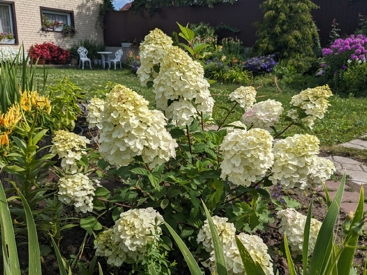 Гортензия метельчатая, сорт Самарская Лидия