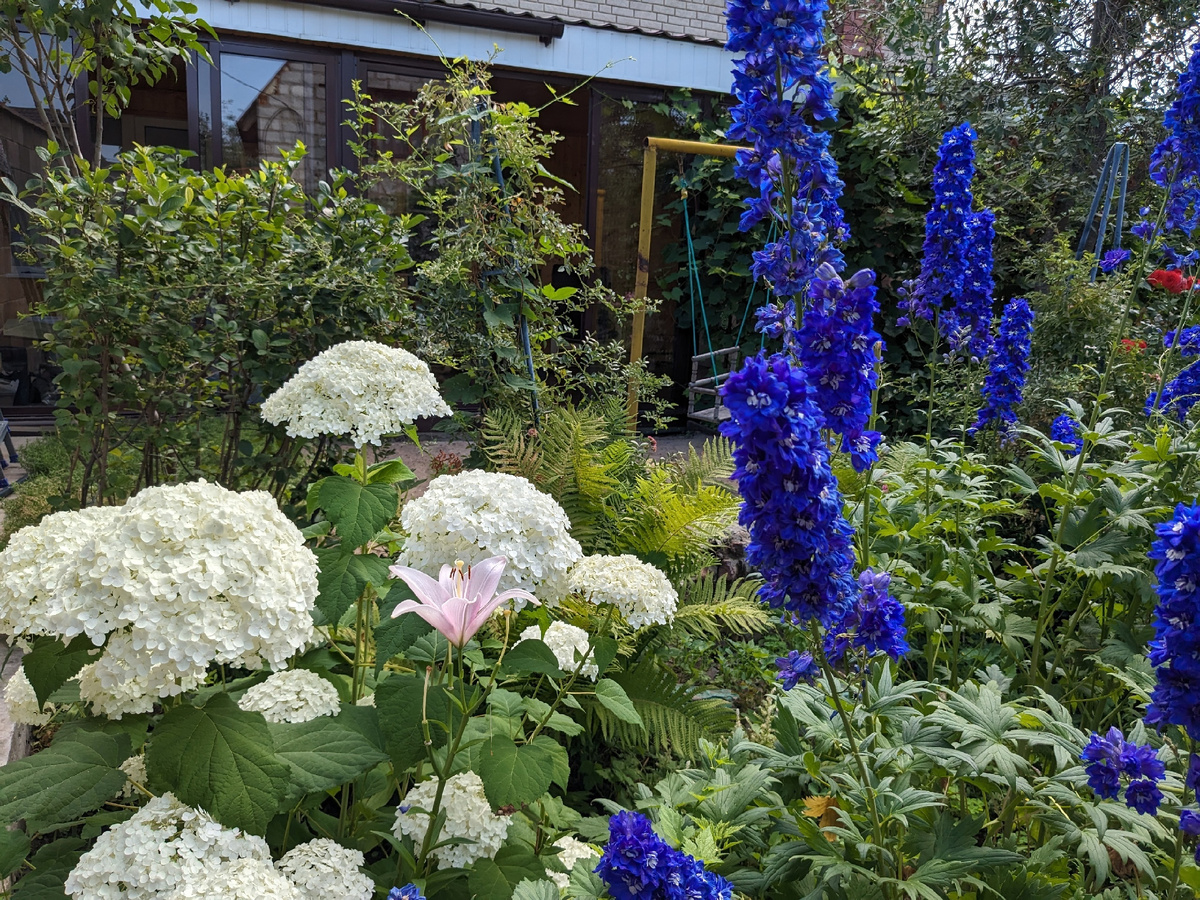 Гортензия древовидная, сорт Annabelle