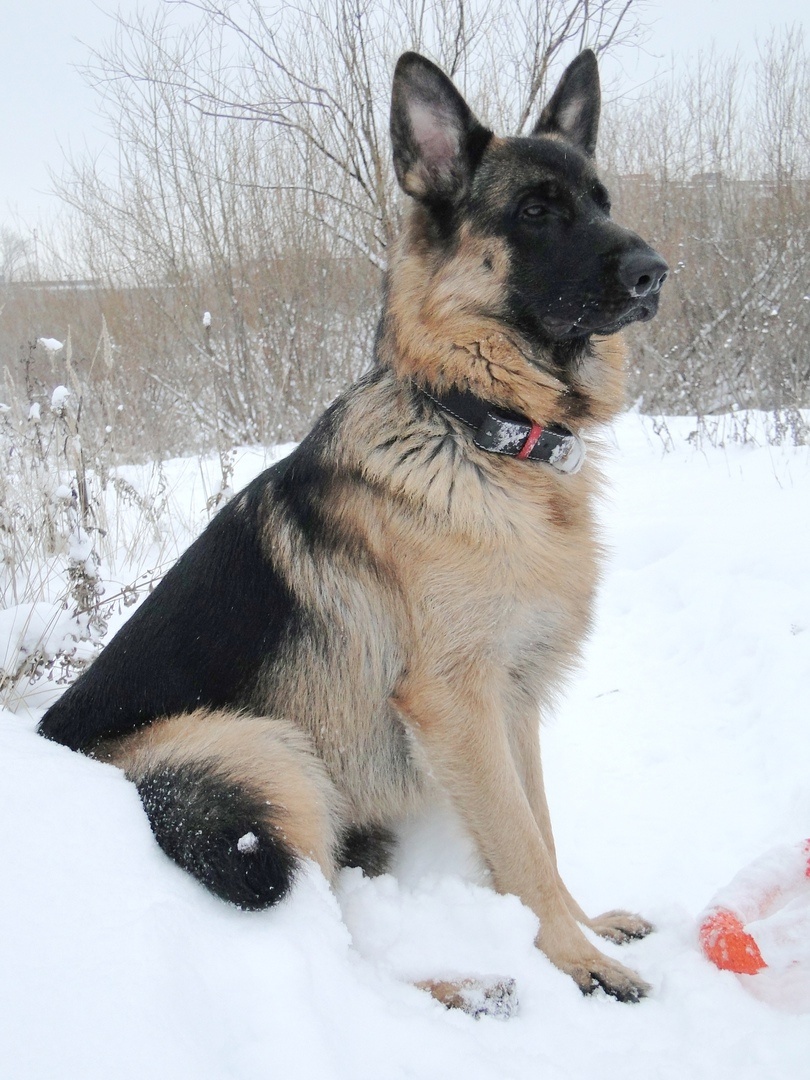 Асгерт, гуляем на Шихане. Фото автора. 