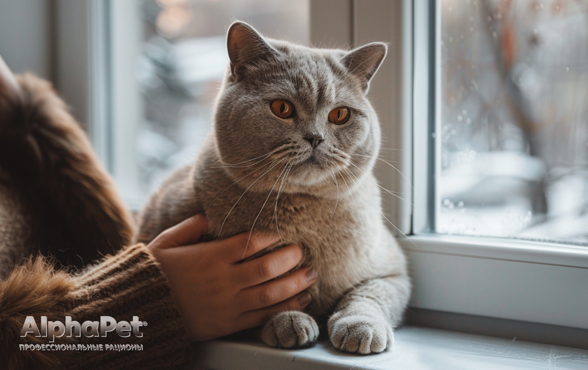 Оставляете кошку одну дома? Вот что нужно знать! / Изображение: AlphaPet