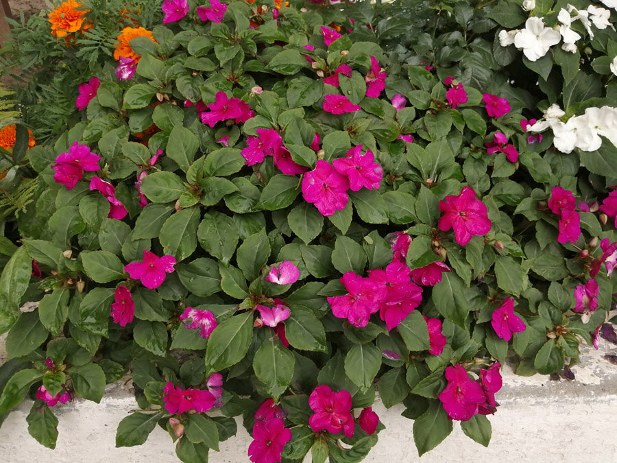 Бальзамин цветок. Бальзамин гибридный сафари. Бальзамин милашка. Ванька-мокрый бальзамин садовый. Бальзамин том тамб.