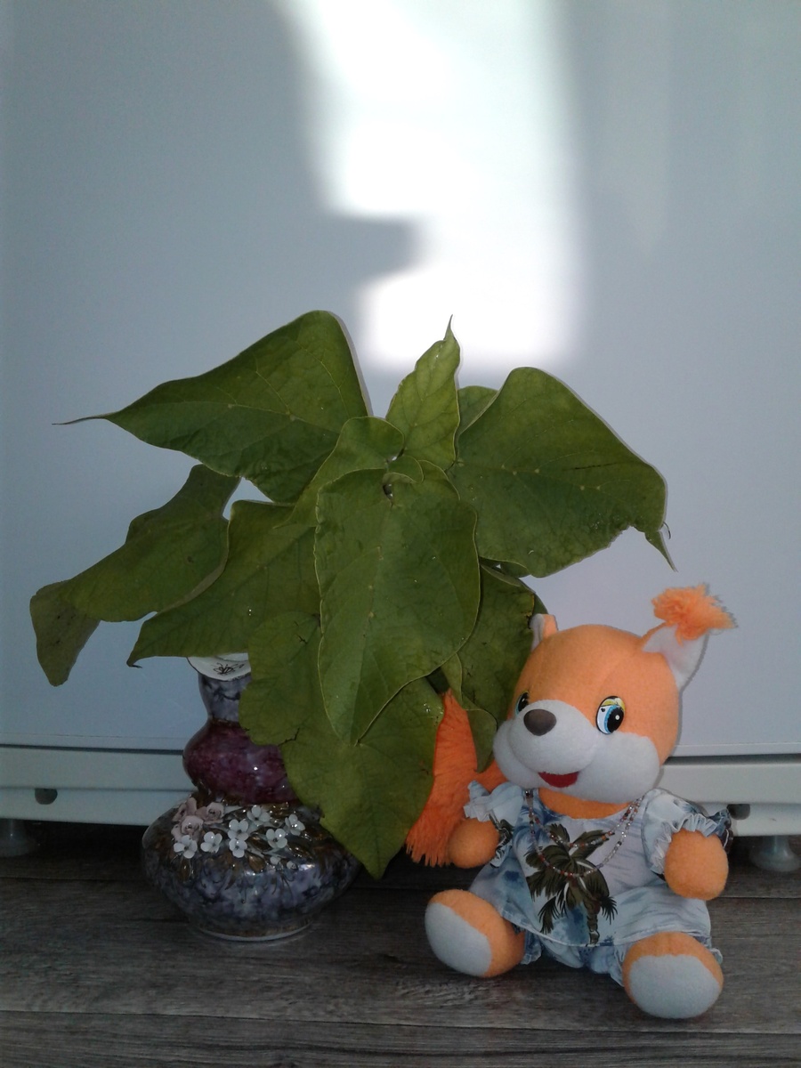 Веточка катальпы.