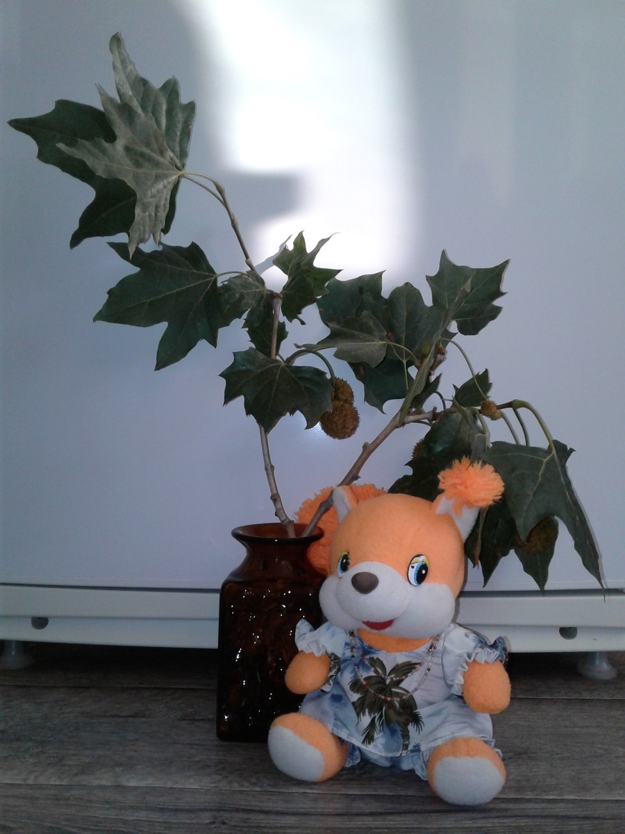 Веточка платана.