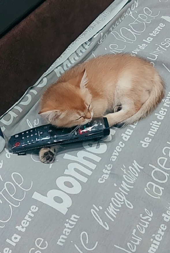 Нравится спать на диване 🛋️ с пультом от телевизора☺