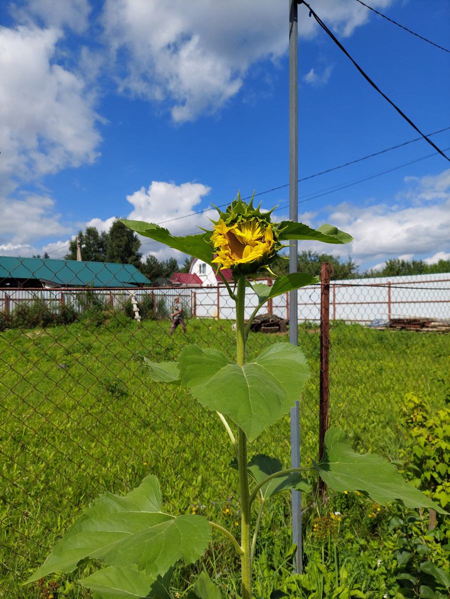 Мой красавец