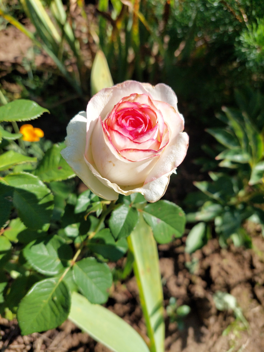 Это роза - подарок моей тёти Светы   Кубани