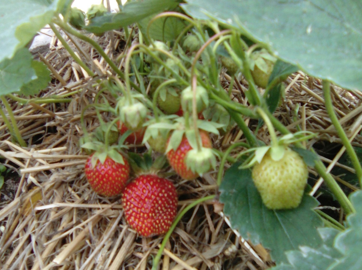 Виктория Кама на соломенной мульче 