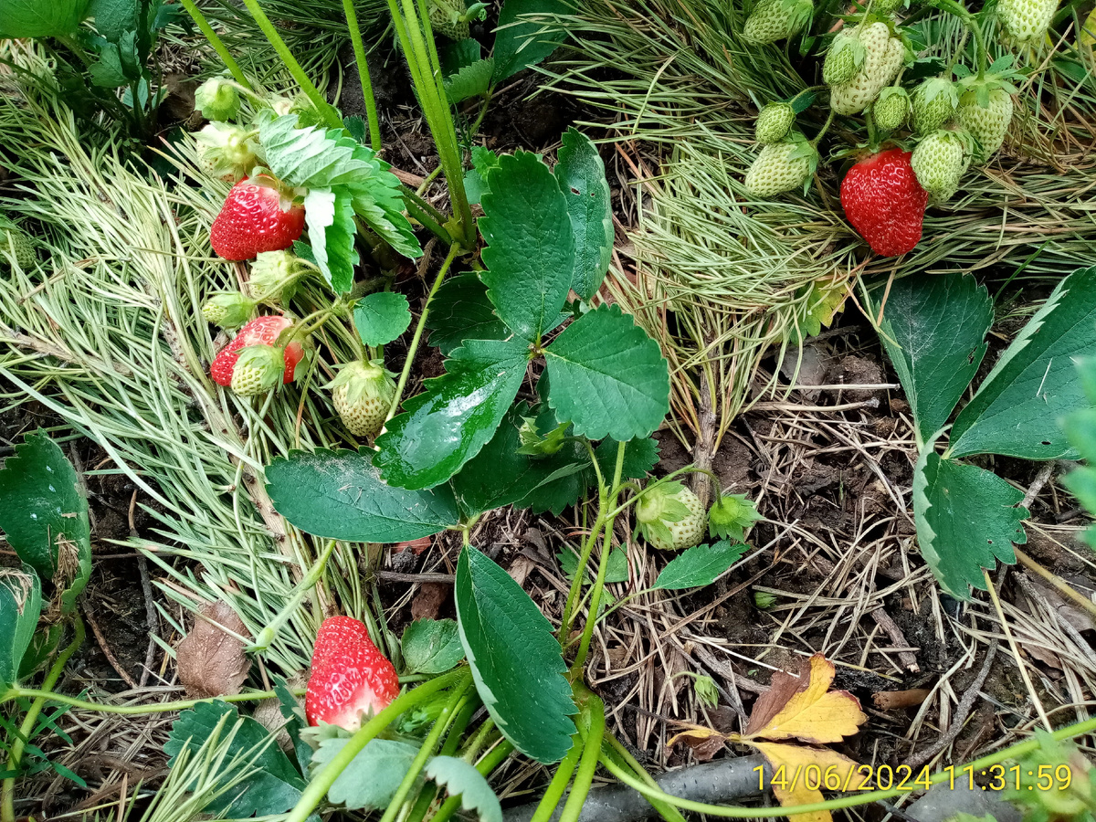 Виктория Находка и подложка под ягоды из прошлогоднего лапника (им укрывал грядки зимой)