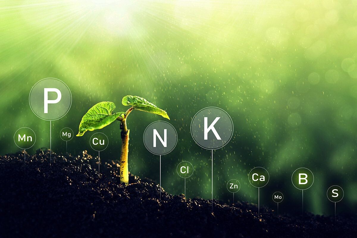 Почва не всегда содержит все вещества, необходимые растениям. На помощь садоводам и огородникам приходят минеральные удобрения. Источник: Shutterstock📷
