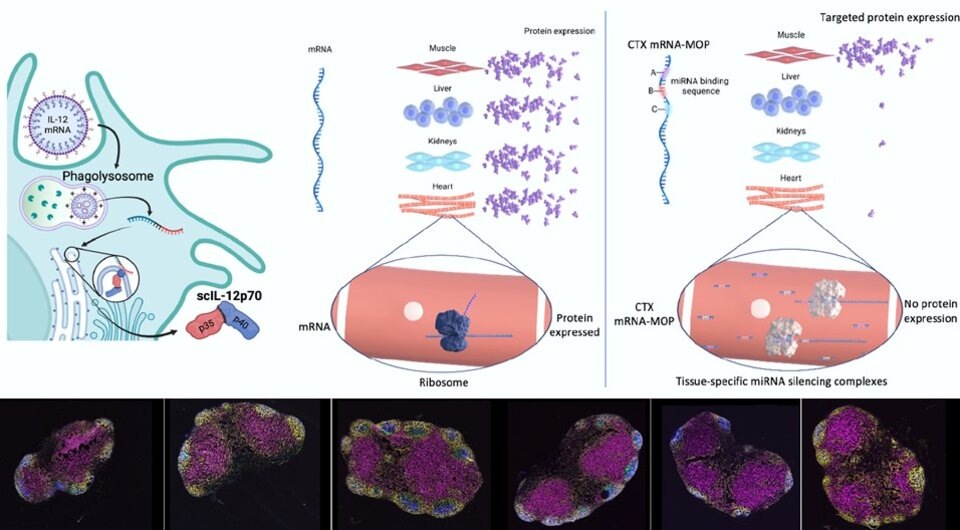   N + 1; Byron Brook et al. / Science Translational Medicine, 2024
