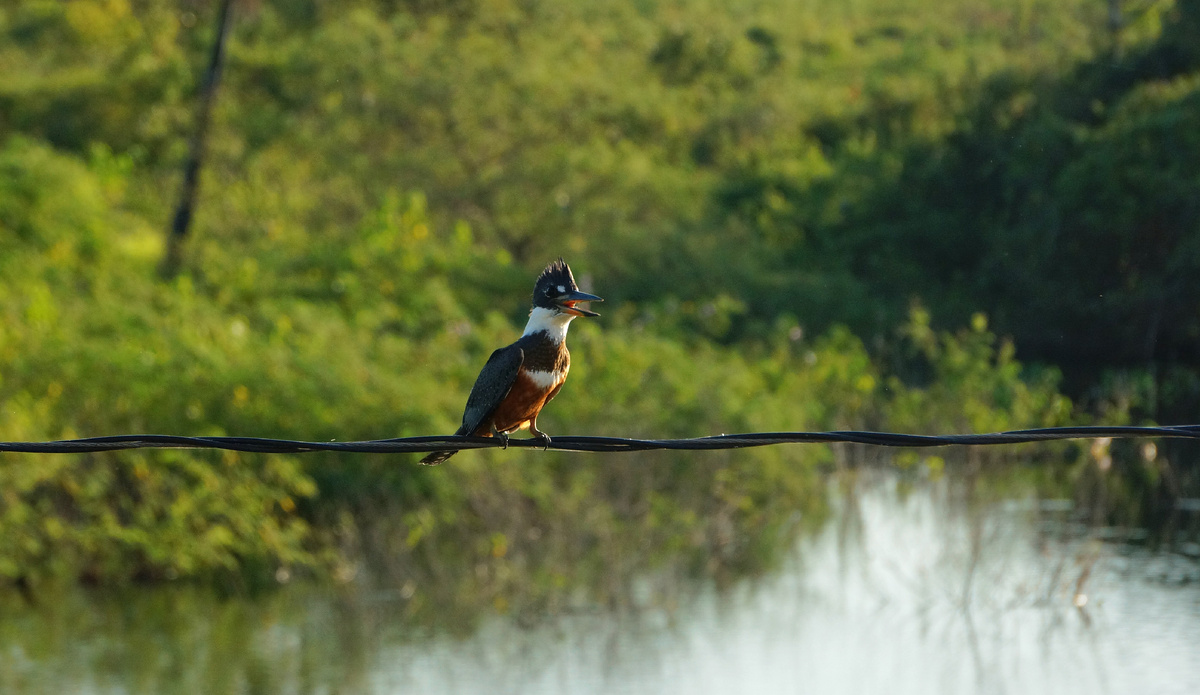 Автор фото - Ю. Кожевникова. Гигантский зимородок, Пантанал, Бразилия