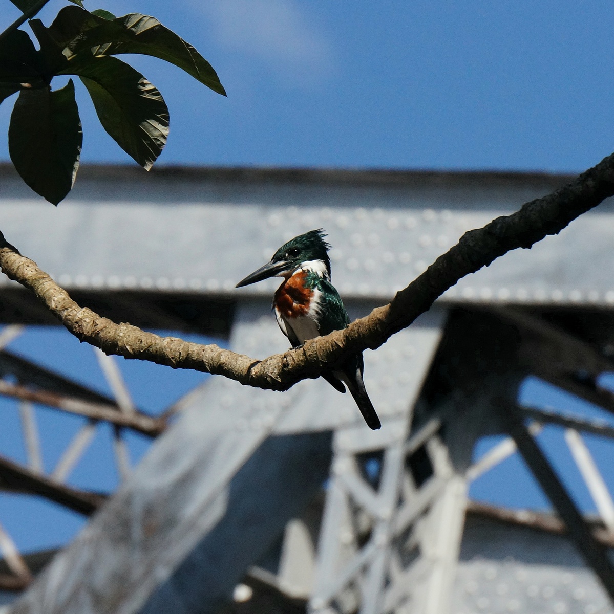Автор фото - Ю. Кожевникова. Амазонский зимородок на присаде, Пантанал, Бразилия