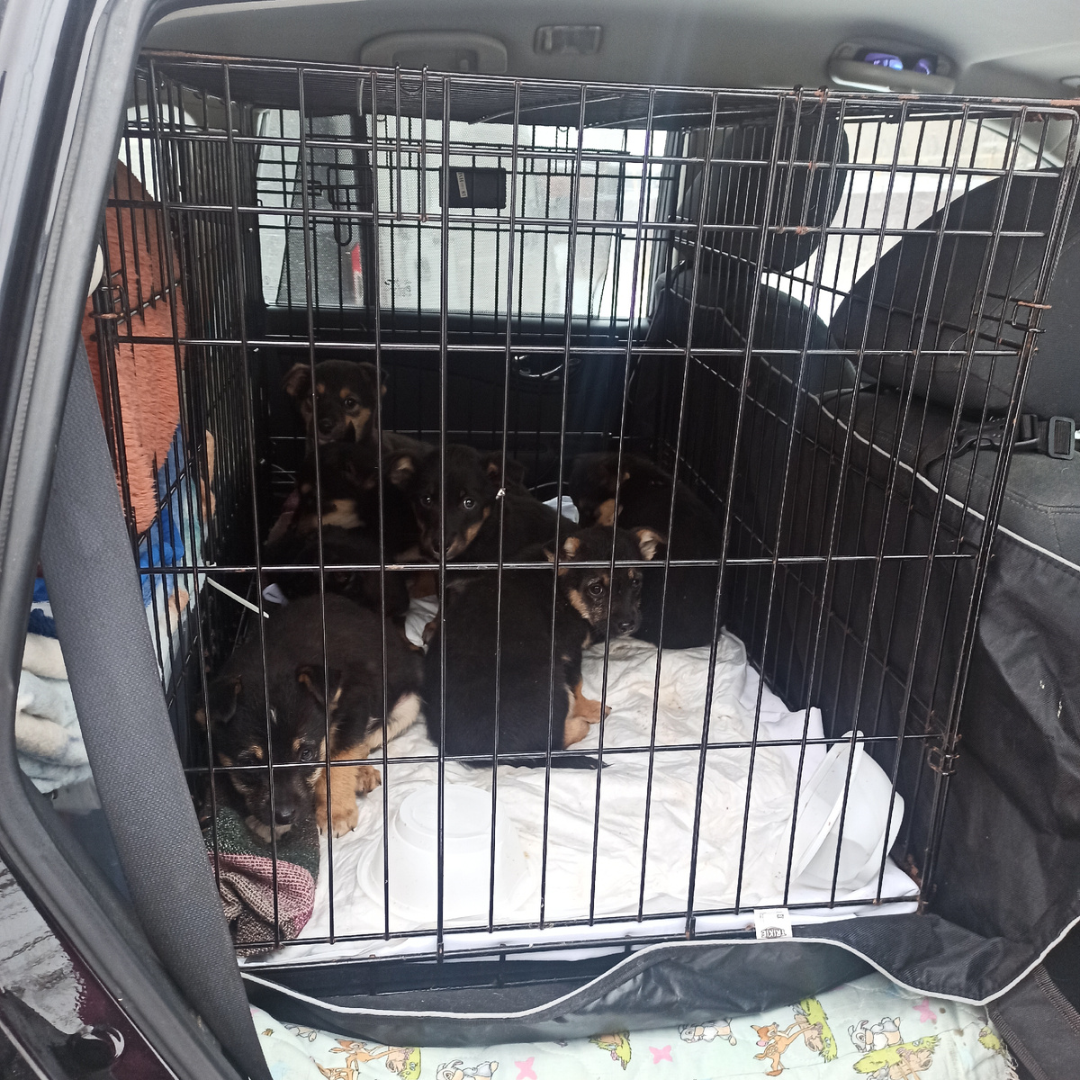 Вот они родимые, попались!