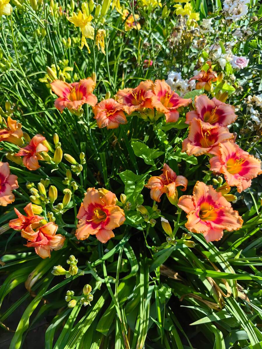 Фото  Мироновой Натальи