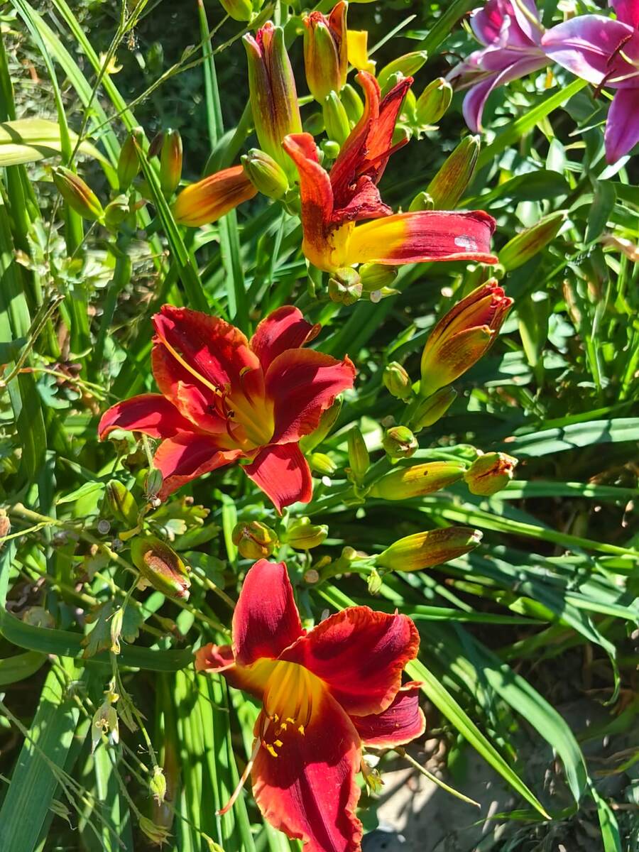 Фото  Мироновой Натальи