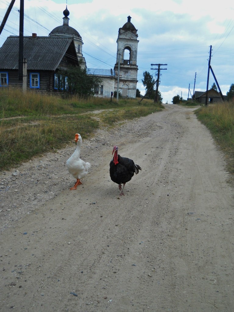 Вот такие прихожане - два приятеля каждый день ходили к нам подкрепиться