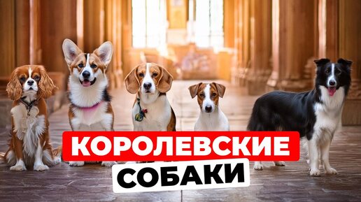 5 любимых пород собак британской королевской семьи!