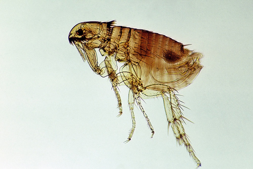    Как выглядит блоха под микроскопом. / Фото: Getty Images