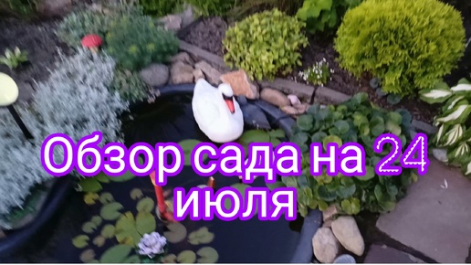 МОЙ КРАСИВЫЙ ЦВЕТУЩИЙ САД НА 24 ИЮЛЯ 🌺🌺🌺🤗