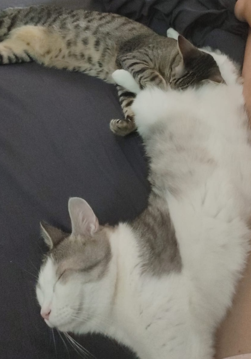 Сегодня у нас паровоз из двух котов