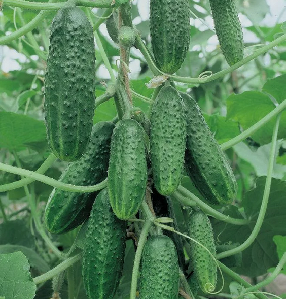 Много огурцов